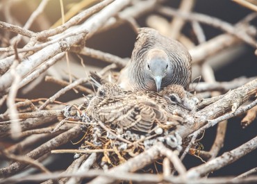 gambar burung walet 768x533 1