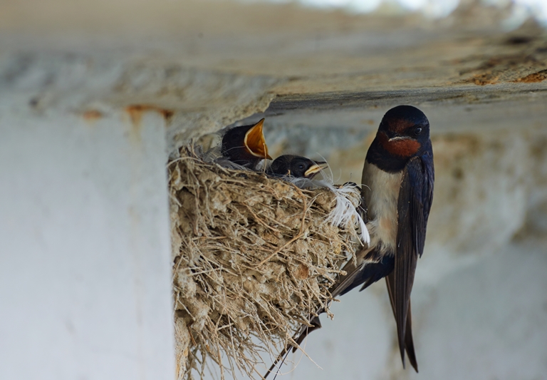 Mengenal Jenis Jenis Sarang Burung Walet Dan Perbedaanya
