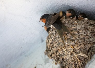 cara melakukan budidaya sarang burung walet dengan mudah dan sederhana - 2
