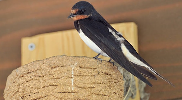 Perbedaan Warna Sarang Burung Walet