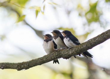 Sejarah Sarang Burung Walet