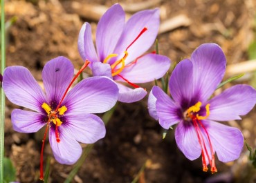 Manfaat Dan Khasiat Bunga Saffron