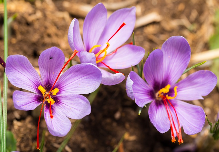 Manfaat Dan Khasiat Bunga Saffron