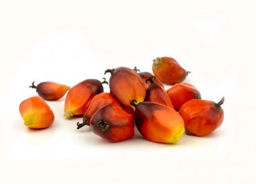Manfaat Buah Palem